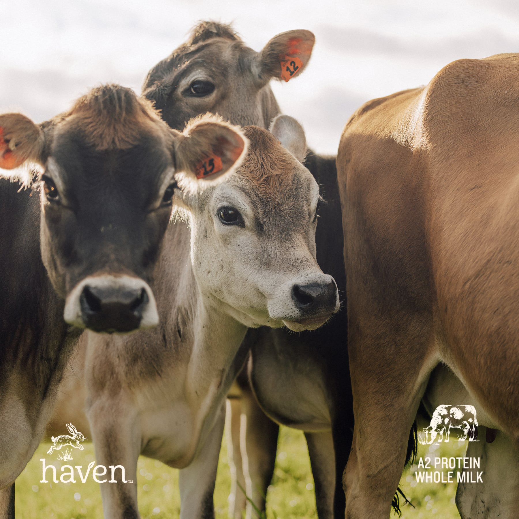 Haven A2 Cow Follow-On Formula