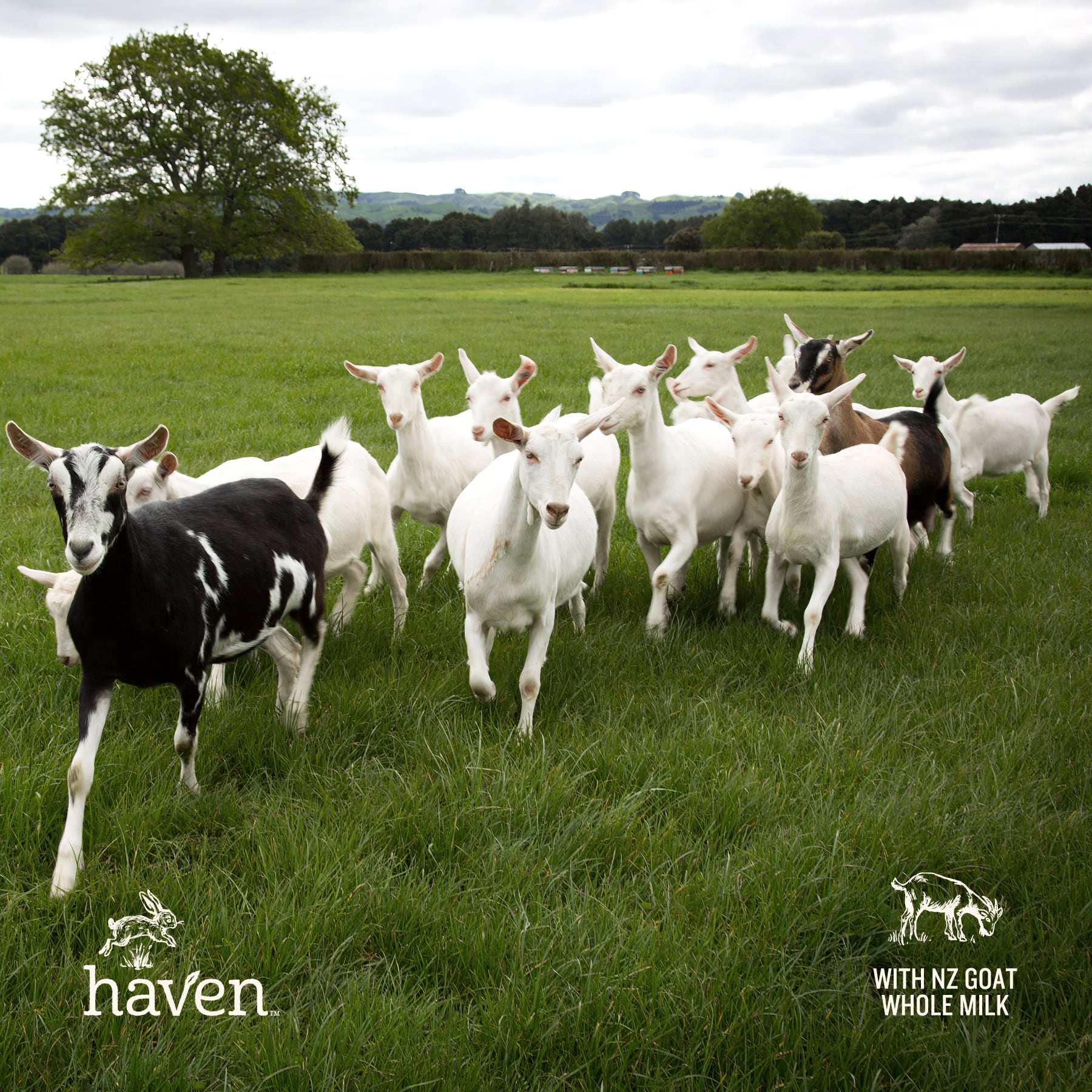 Haven Goat Toddler Milk
