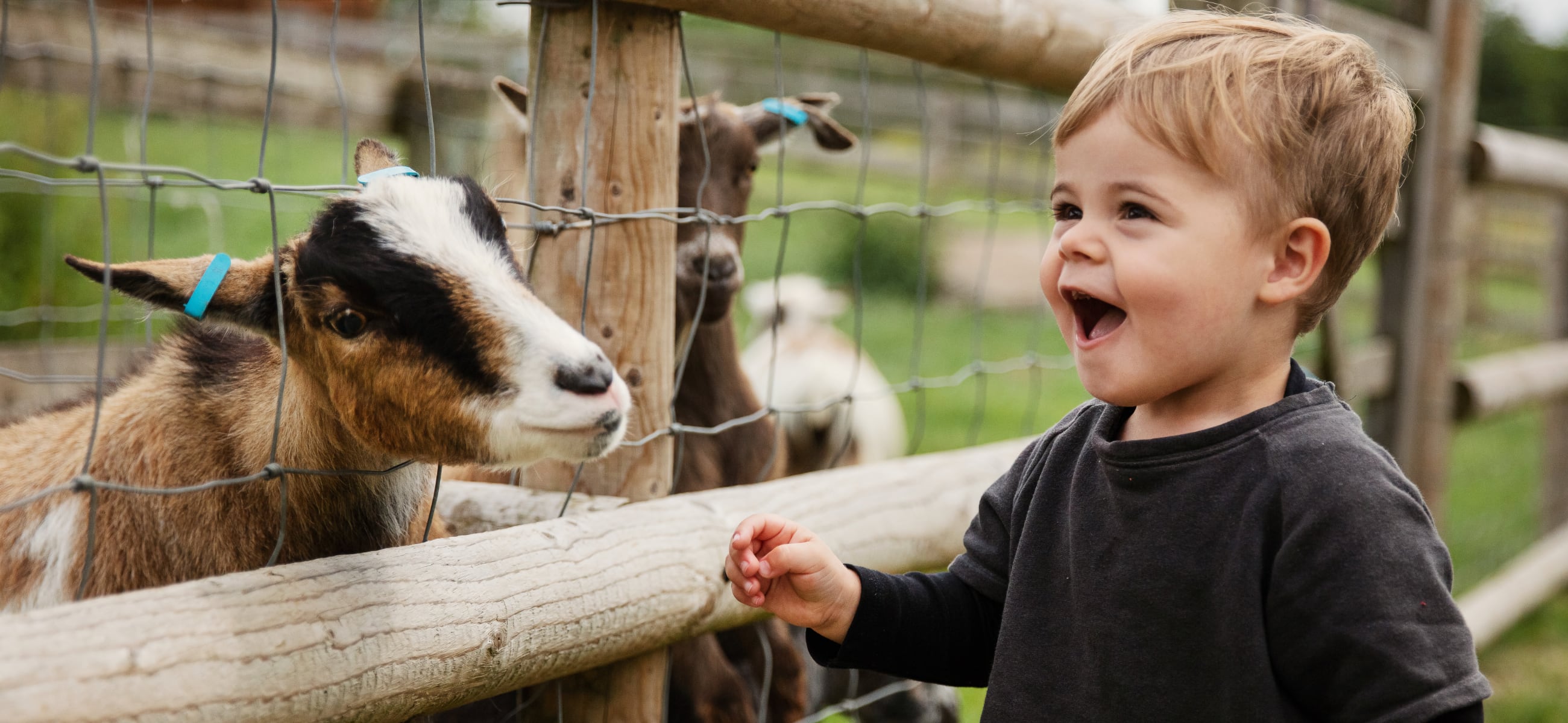 Have Goat Formula
